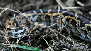 Neun Königspythons innerhalb weniger Tage im Emsland entdeckt