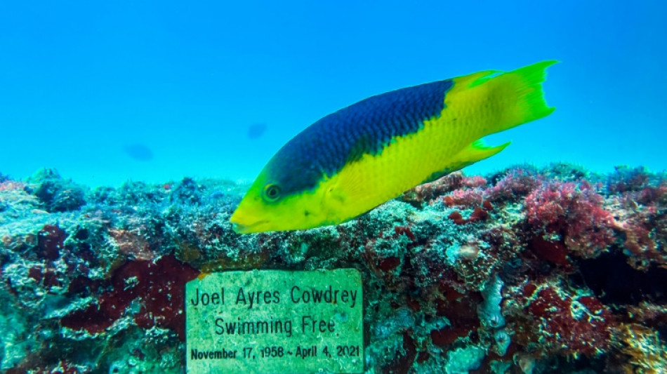 Un sepulcro marino en Miami ofrece un hábitat seguro para la fauna acuática