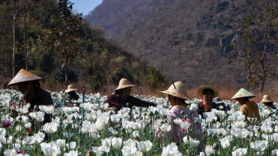 Boom times for Myanmar opium farmers as coup chaos bites