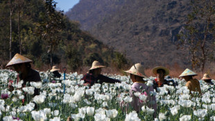 Boom times for Myanmar opium farmers as coup chaos bites