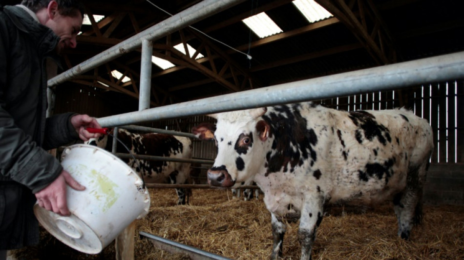 L'élevage produit 12% des émissions humaines de gaz à effet de serre, selon la FAO