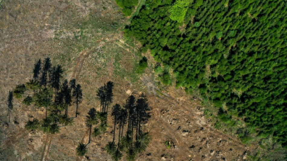 Deutlich mehr Holz zur Energiegewinnung eingeschlagen 