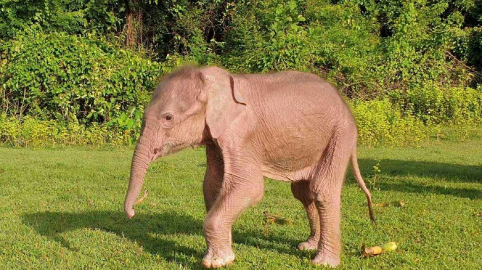 Naissance rare d'un éléphant blanc en Birmanie