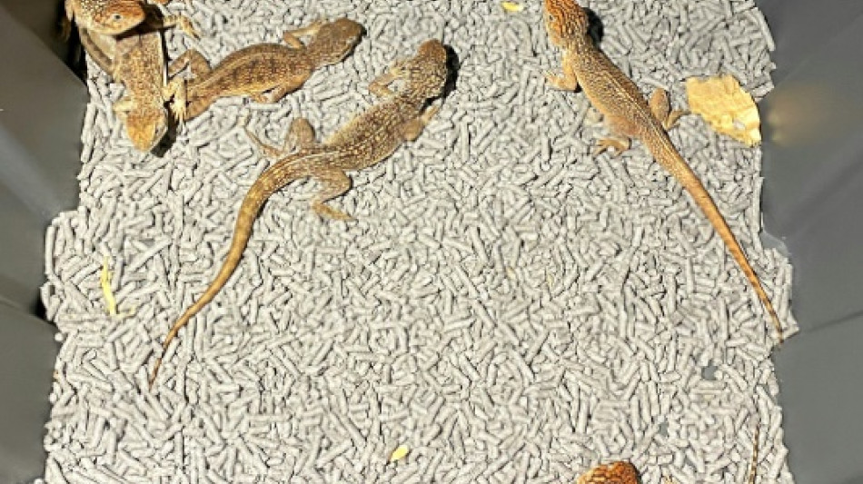 Australia desarticula una red de tráfico de reptiles nativos