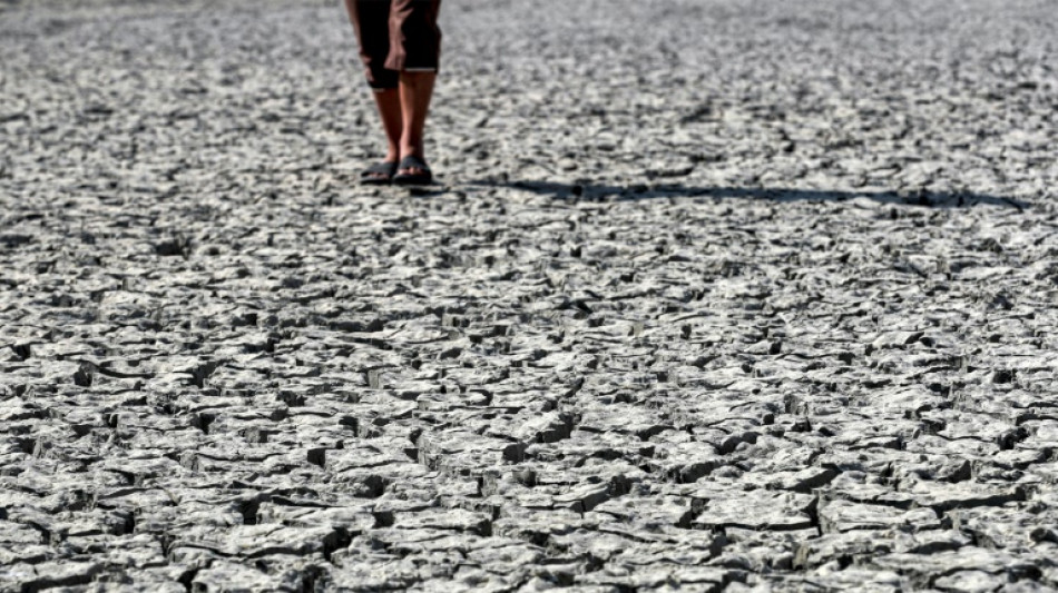 Water-stressed Iraq dries up fish farms