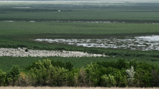 En Ukraine, l'étonnant réveil de la végétation après la destruction du barrage de Kakhovka