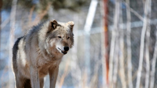 Inde: des villageois abattent le dernier loup d'une meute ayant tué des hommes