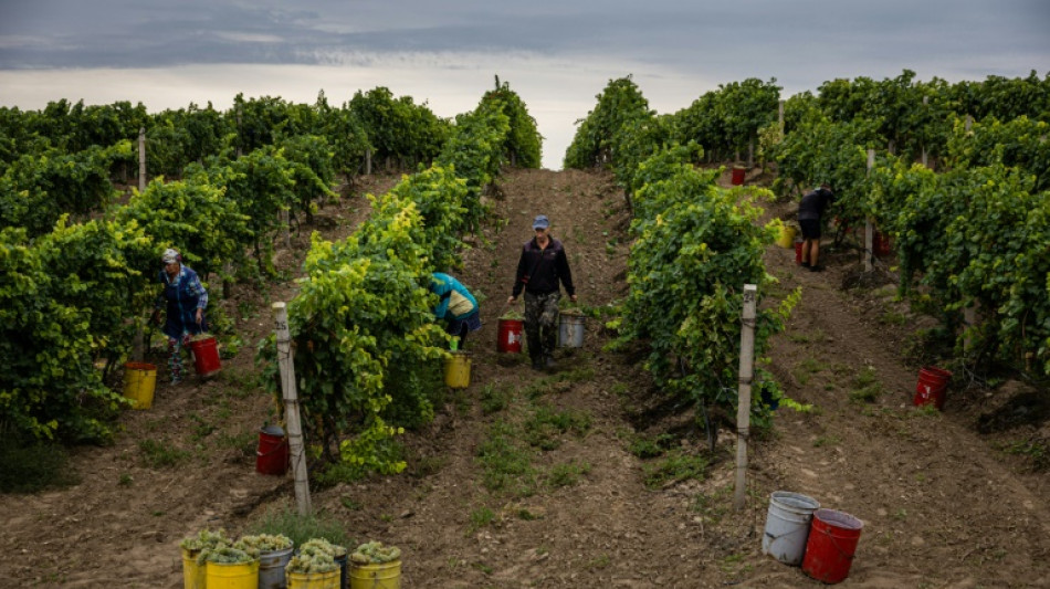 Ukraine's winegrower 'closest to the frontline'