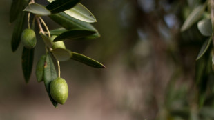 Trotz schwacher Ernten: Stiftung Warentest empfiehlt sieben Olivenöle