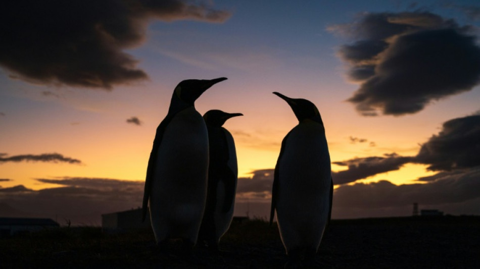 Satellite mapping finds new colony of Emperor penguins