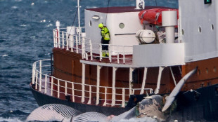 Iceland suspends whale hunt on animal welfare concerns