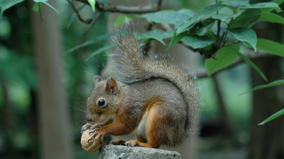 Japan zoo probes possible mass squirrel poisoning