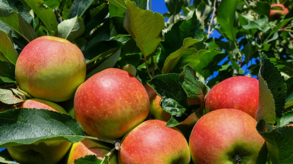 28 Liter Fruchtsaft und Fruchtnektar 2022 pro Kopf getrunken