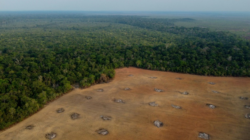 Brésil: déforestation record en Amazonie en octobre