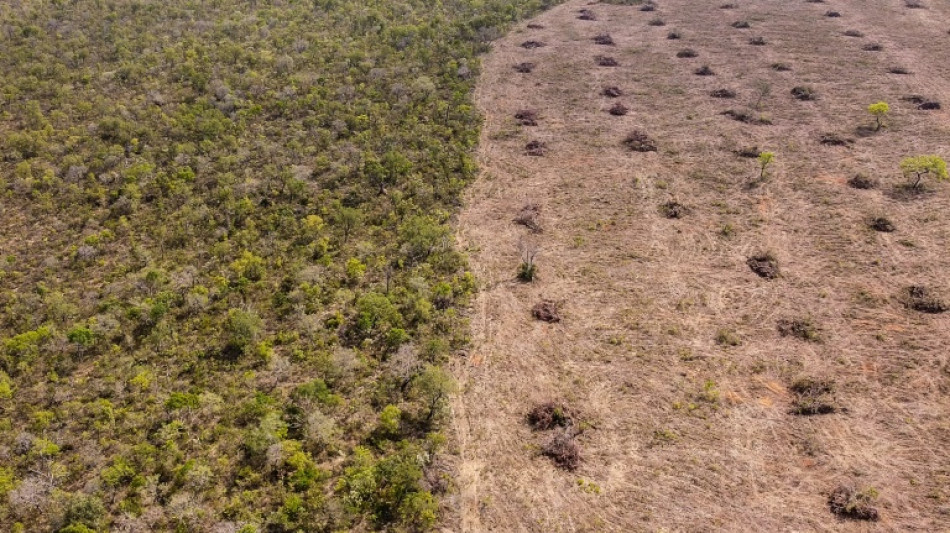 Les Etats-Unis réclament à l'UE de reporter ses règles anti-déforestation