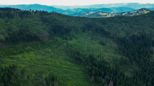 The fight to save 'sacred' Carpathian forests from loggers