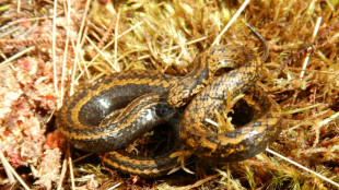 Pérou: un serpent "Harrison Ford" découvert dans la forêt amazonienne