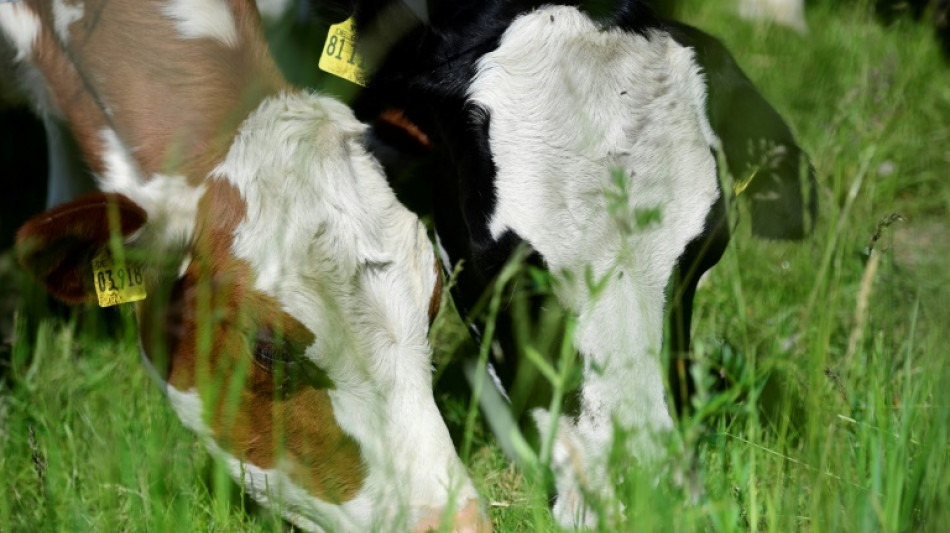 Molkereien erwarten noch einmal deutlich steigende Preise für Milchprodukte