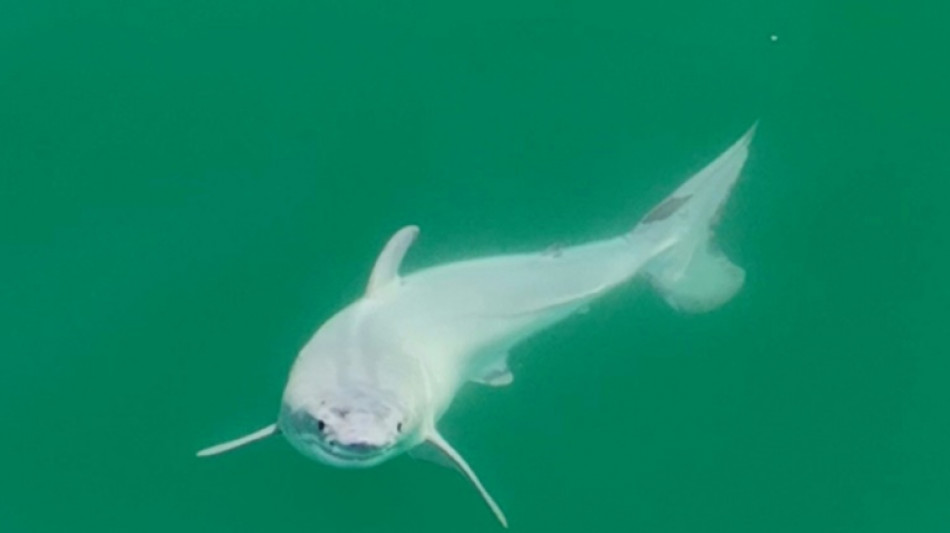 Un grand requin blanc nouveau-né a peut-être été photographié pour la première fois