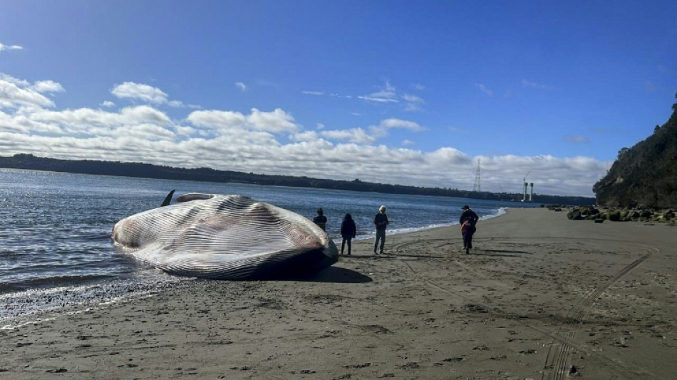 Huge blue whale washes ashore in southern Chile