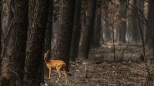 Rain brings relief to France fires, but more evacuated in south