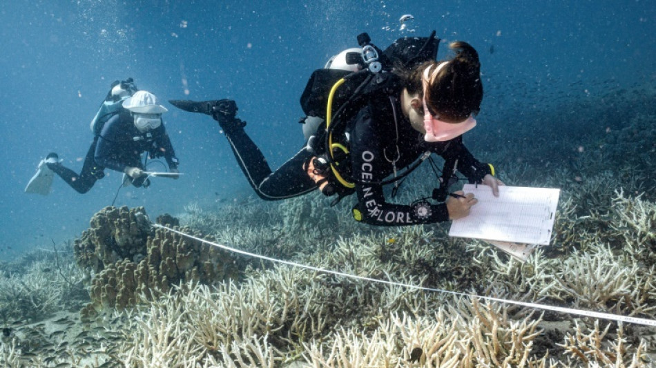 L'essor de la plongée sous-marine pour la sauvegarde des coraux