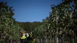 English winemakers toast summer heatwaves