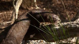 Tres veraneantes heridas por una nutria en EEUU