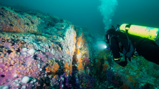 Patagonia submarina chilena, el otro pulmón verde del planeta