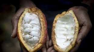 Illegal mining, smuggling threaten Ghana's cocoa industry  