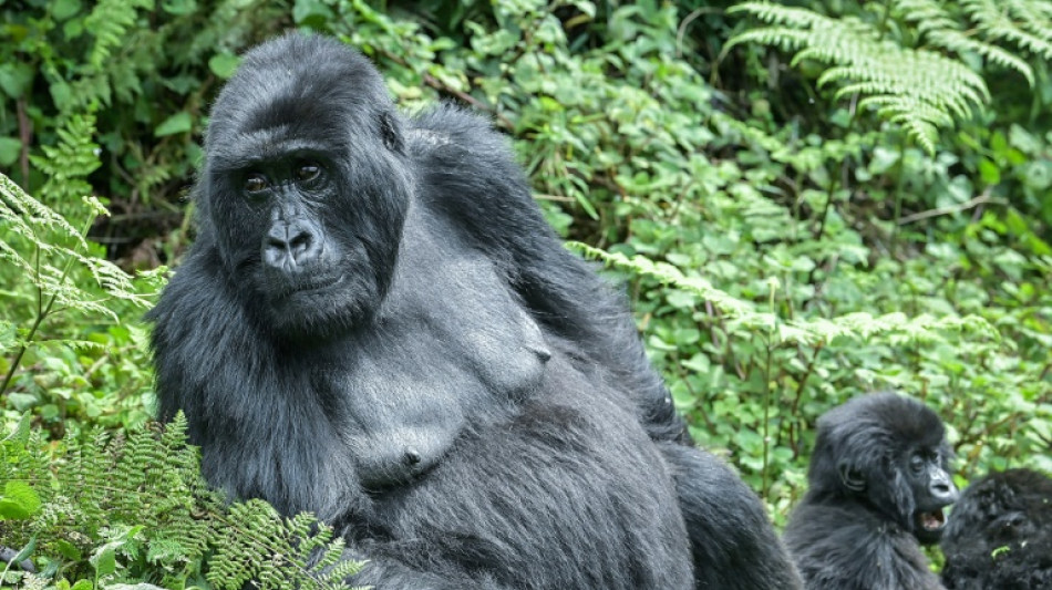 East DR Congo rebel crisis threatens endangered mountain gorillas