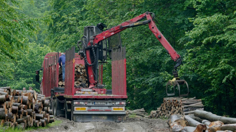 La lucha por proteger a los Cárpatos de la explotación forestal