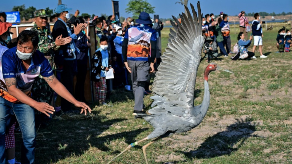 Thaïlande: rare réintroduction de grues Antigone dans la nature