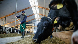 Struggles of family farms fuel German discontent