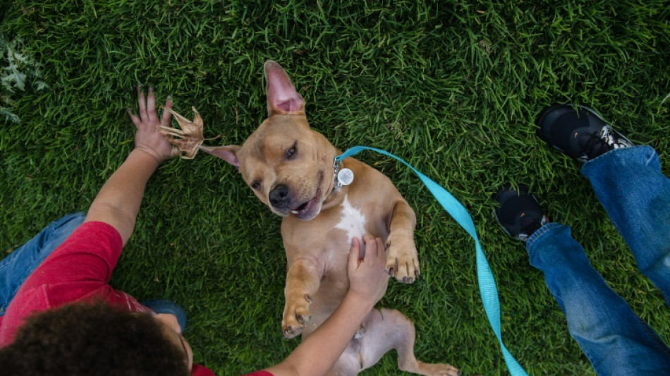 Pese a creencia popular, raza y comportamiento canino no van de la mano, según estudio