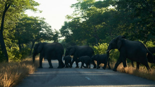 La falta de agua provoca la migración masiva de elefantes en Zimbabue