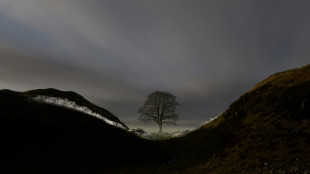 One of Britain's most famous trees 'deliberately felled'