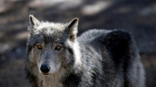 Les loups, comme les chiens, savent distinguer les voix humaines (étude)