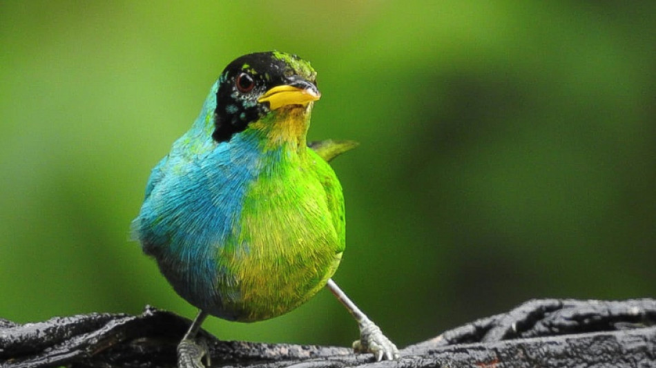 In Colombia, rare bird flaunts male and female feathers