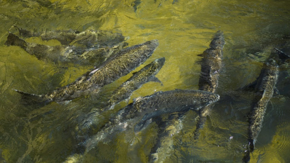 La pêche au saumon interdite pour la deuxième année consécutive en Californie