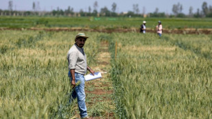 Morocco's farming revolution: defying drought with science