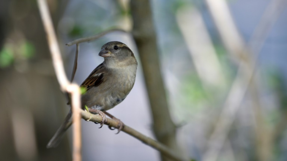 Oiseaux des jardins: un déclin qui se confirme en France, selon la LPO