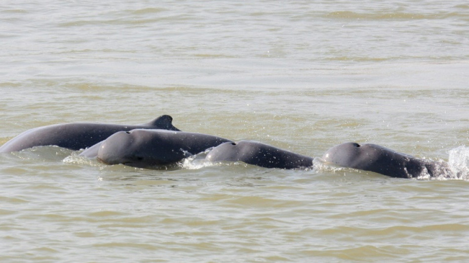 Cambodian leader orders Mekong safe zones to save rare dolphins