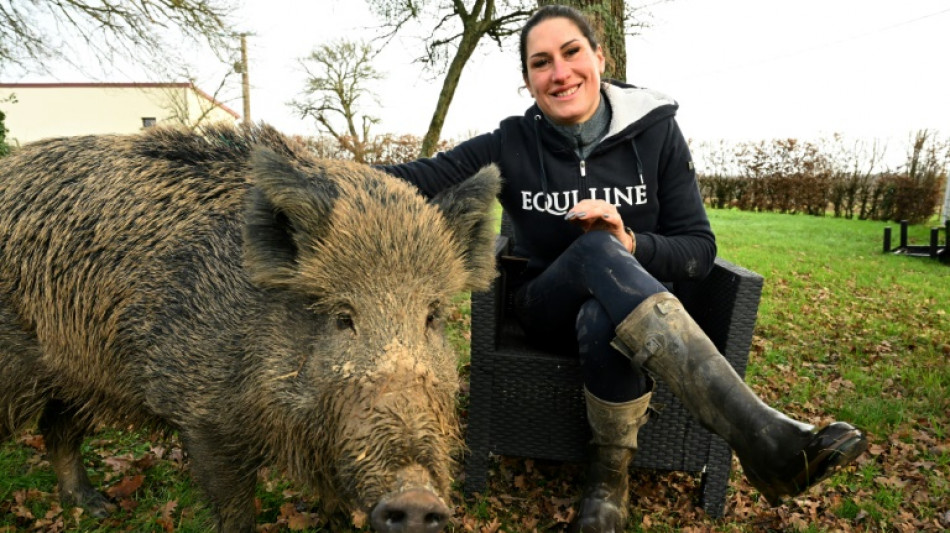 Pet boar gets to stay with French owner, for now: court