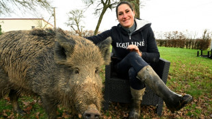 Pet boar gets to stay with French owner, for now: court