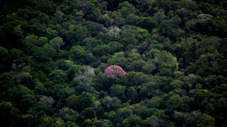 Brésil: mort du dernier indigène d'une tribu disparue