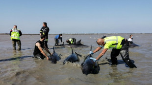 Vaste opération pour sauver un groupe de dauphins échoué sur l'île de Ré