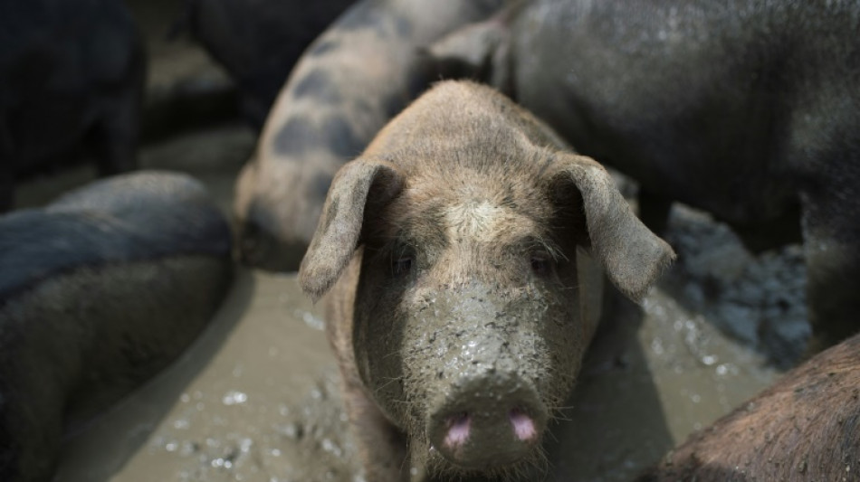 Grâce à un tissu synthétique, des cochons retrouvent leur érection