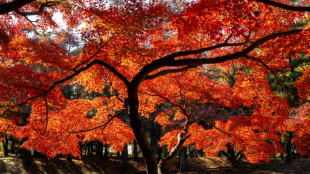 Au Japon, l'automne le plus chaud depuis le début des relevés il y a 126 ans