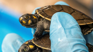 Peru seizes 4,000 live Amazon turtles at airport